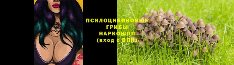 Псилоцибиновые грибы Psilocybe Донецк